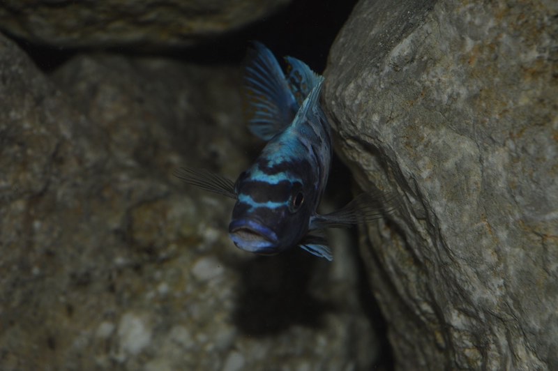 Maylandia zebra 'Masinje'